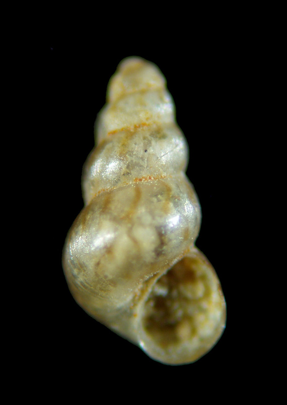 Il genere Setia e Crisilla nel Mediteraneo